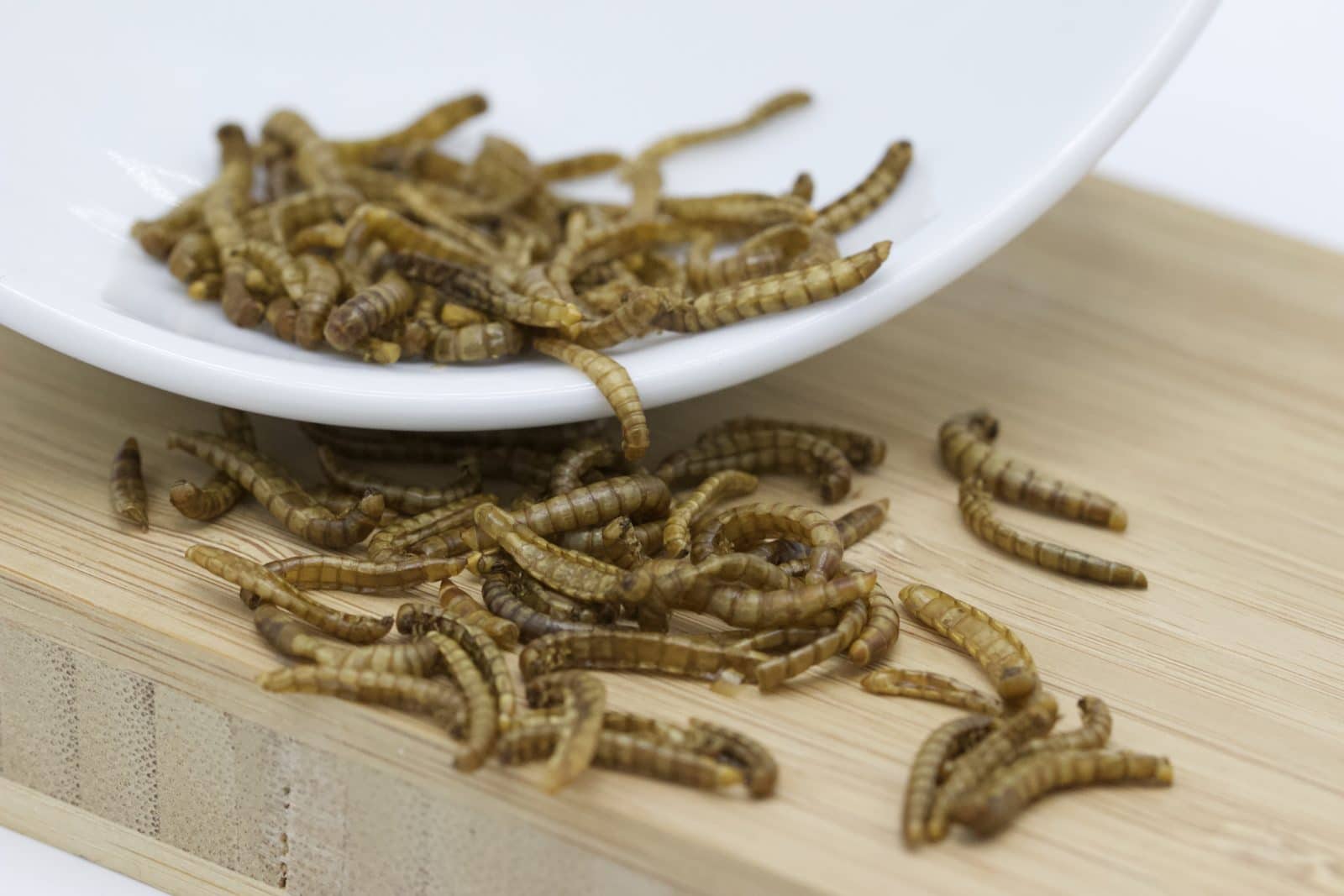 L'élevage du vers de farine - Manger des insectes : l'entomophagie